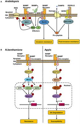 Protein Kinase Signaling Pathways in Plant-Colletotrichum Interaction